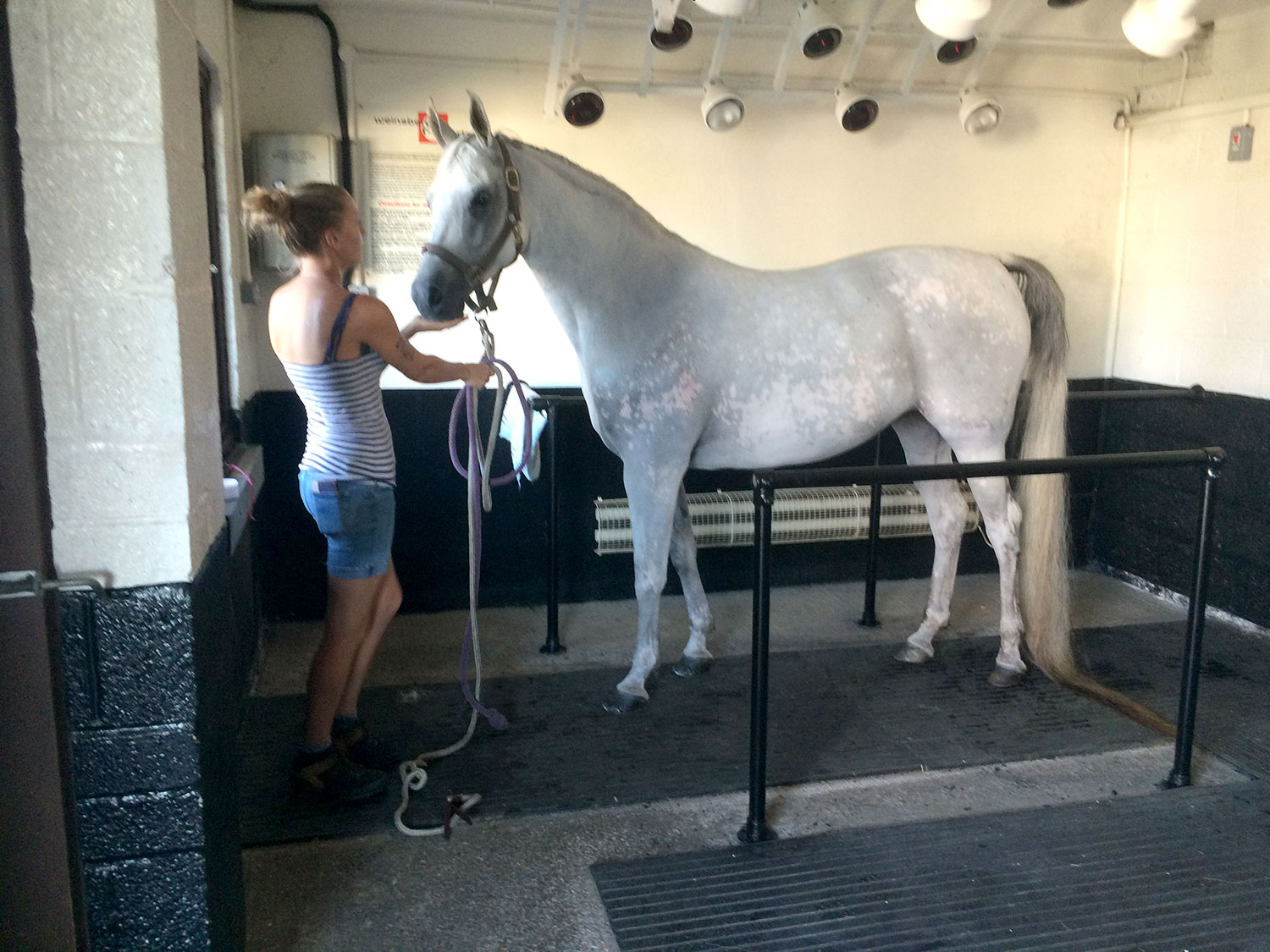 Weinsberger adjustable horse solarium with infa red and sun lamps