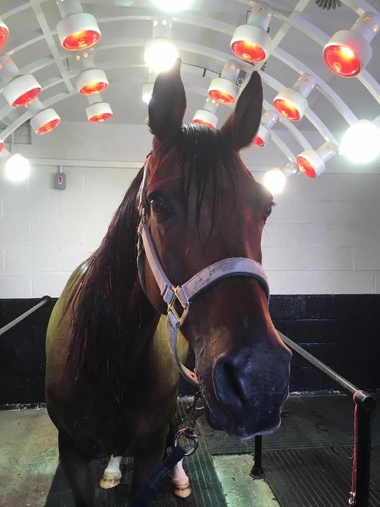 Weinsberger adjustable horse solarium with infa red and sun lamps