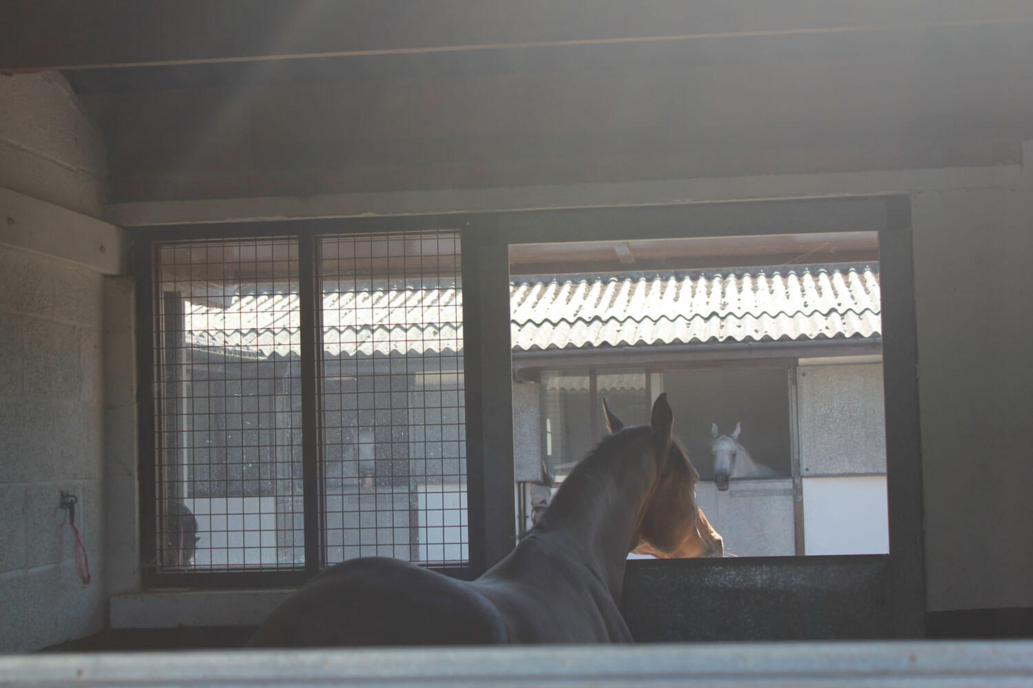 Windows With Protective Grills