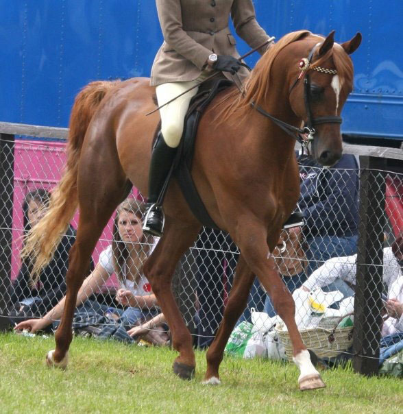 Our Arabian Stallion SG Palesstreem by World champion stallion Esteem