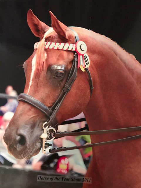 Our Arabian Stallion SG Palesstreem by World champion stallion Esteem