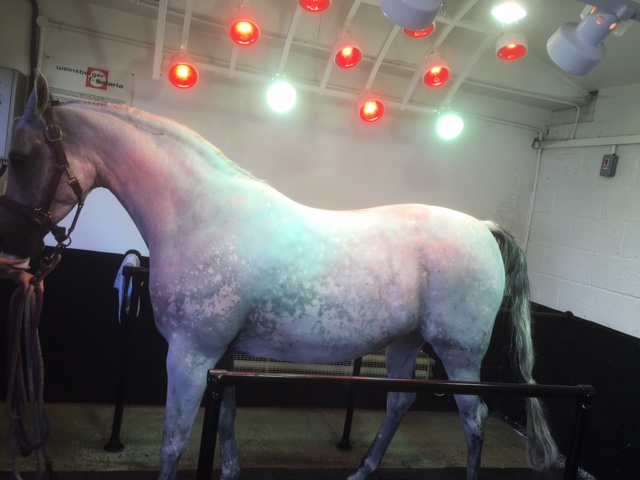Weinsberger adjustable horse solarium with infa red and sun lamps